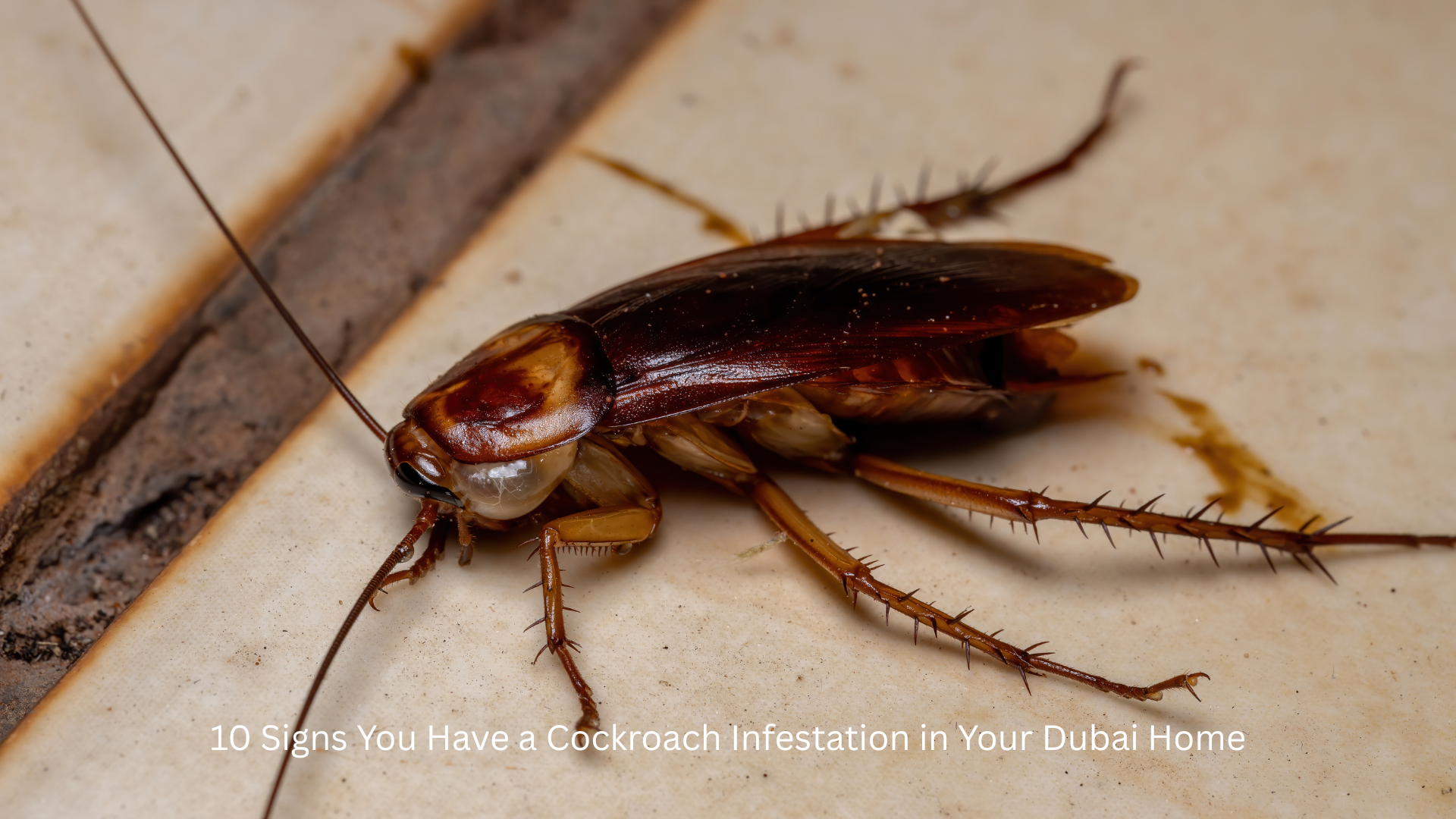 10 Signs You Have a Cockroach Infestation in Your Dubai Home