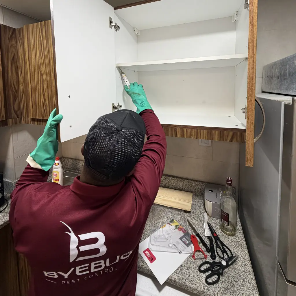 Cockroach Control Services in Dubai