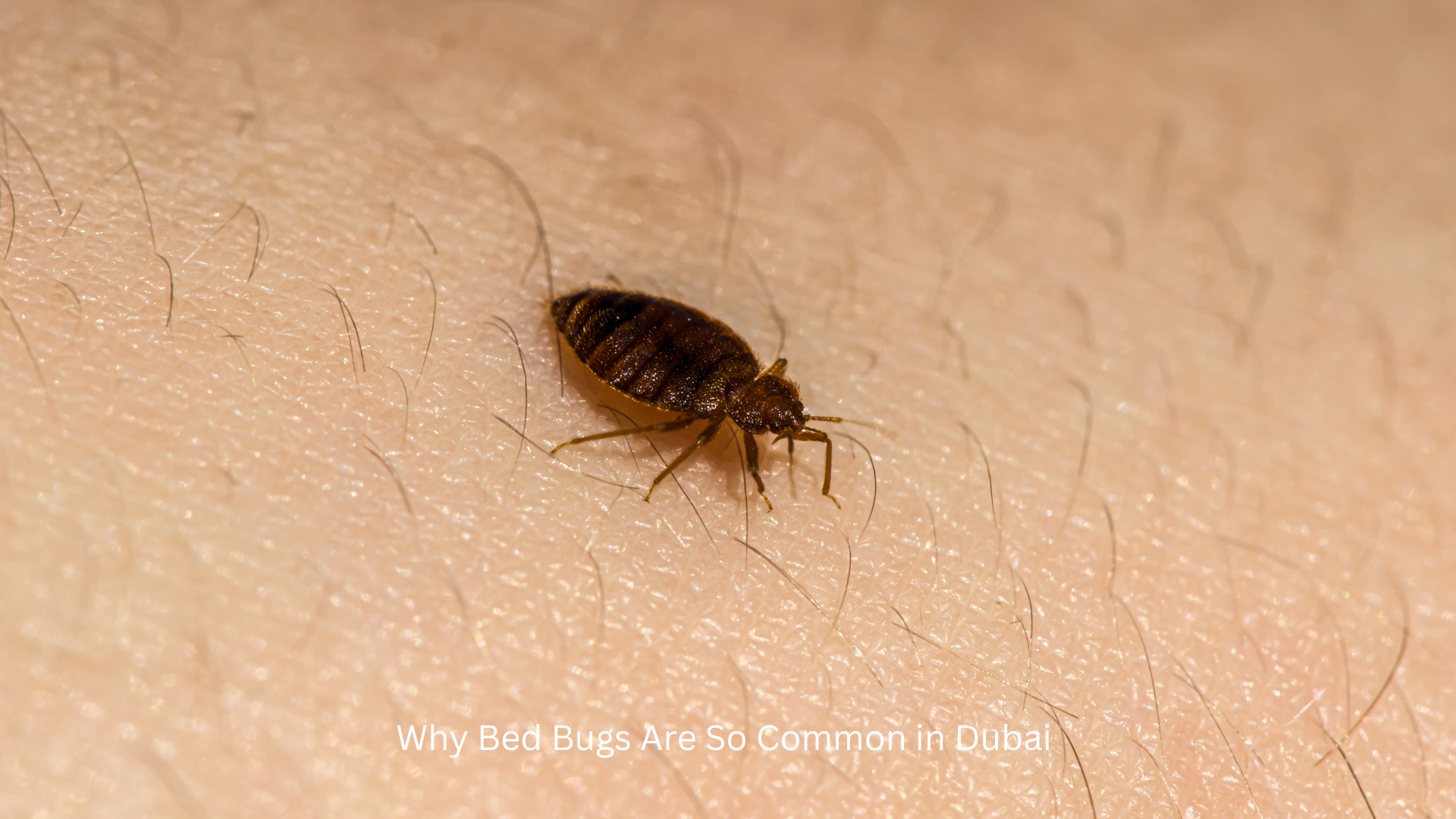 Why Bed Bugs Are So Common in Dubai