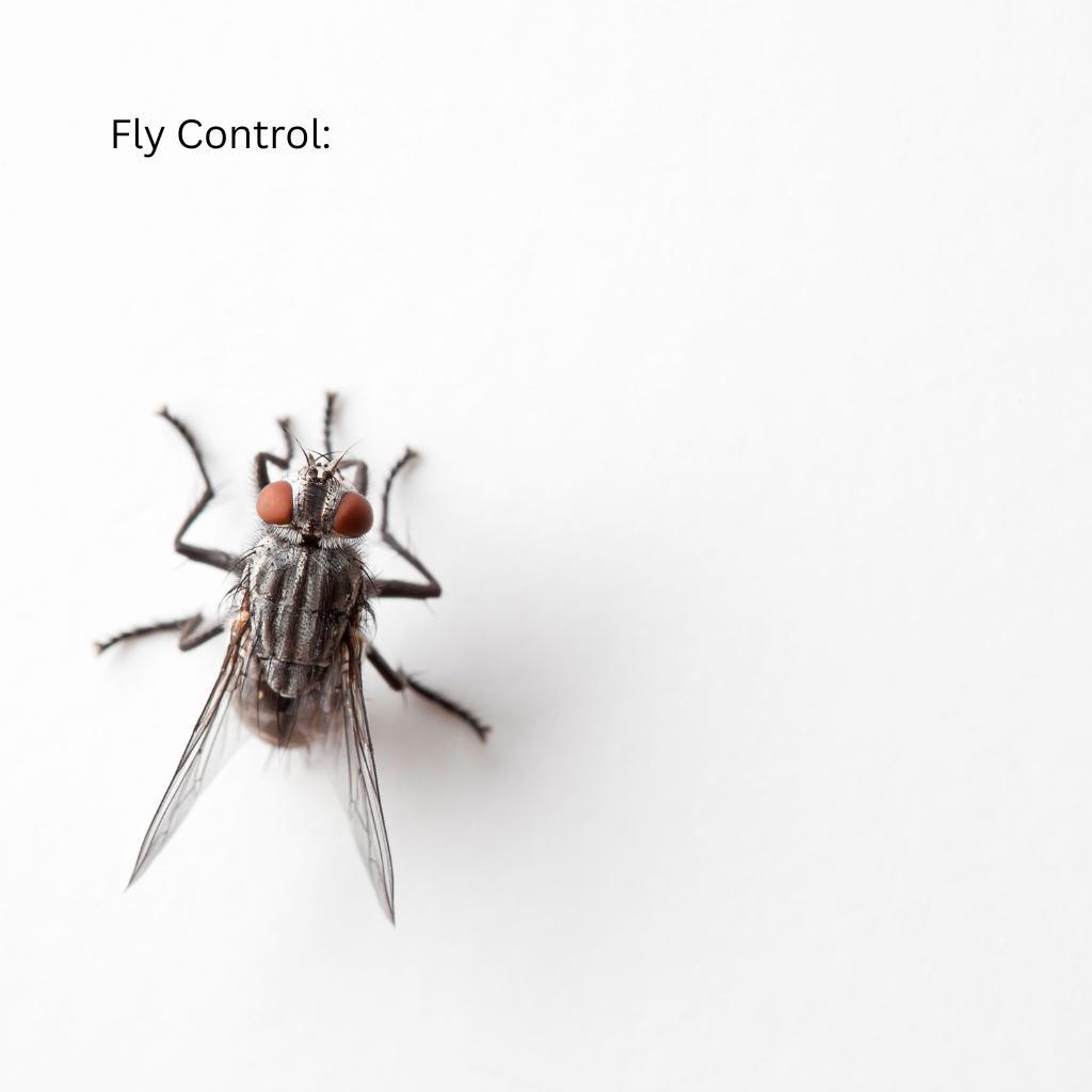 ByeBug technician performing fly control treatment in a Dubai commercial kitchen