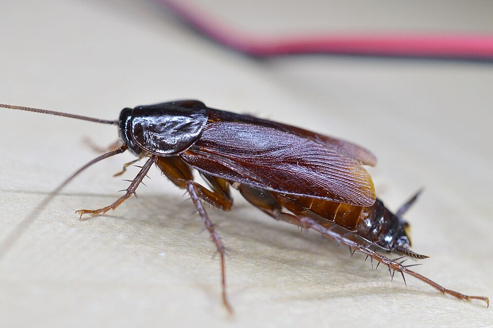 Cockroach Picture