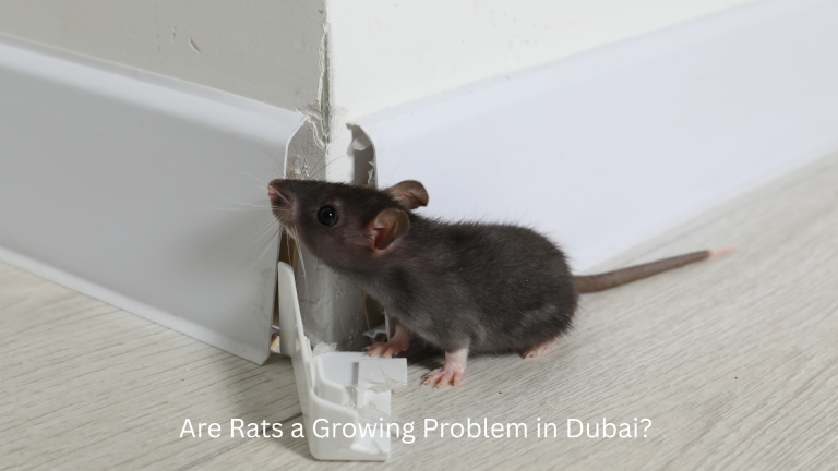 Are Rats a Growing Problem in Dubai