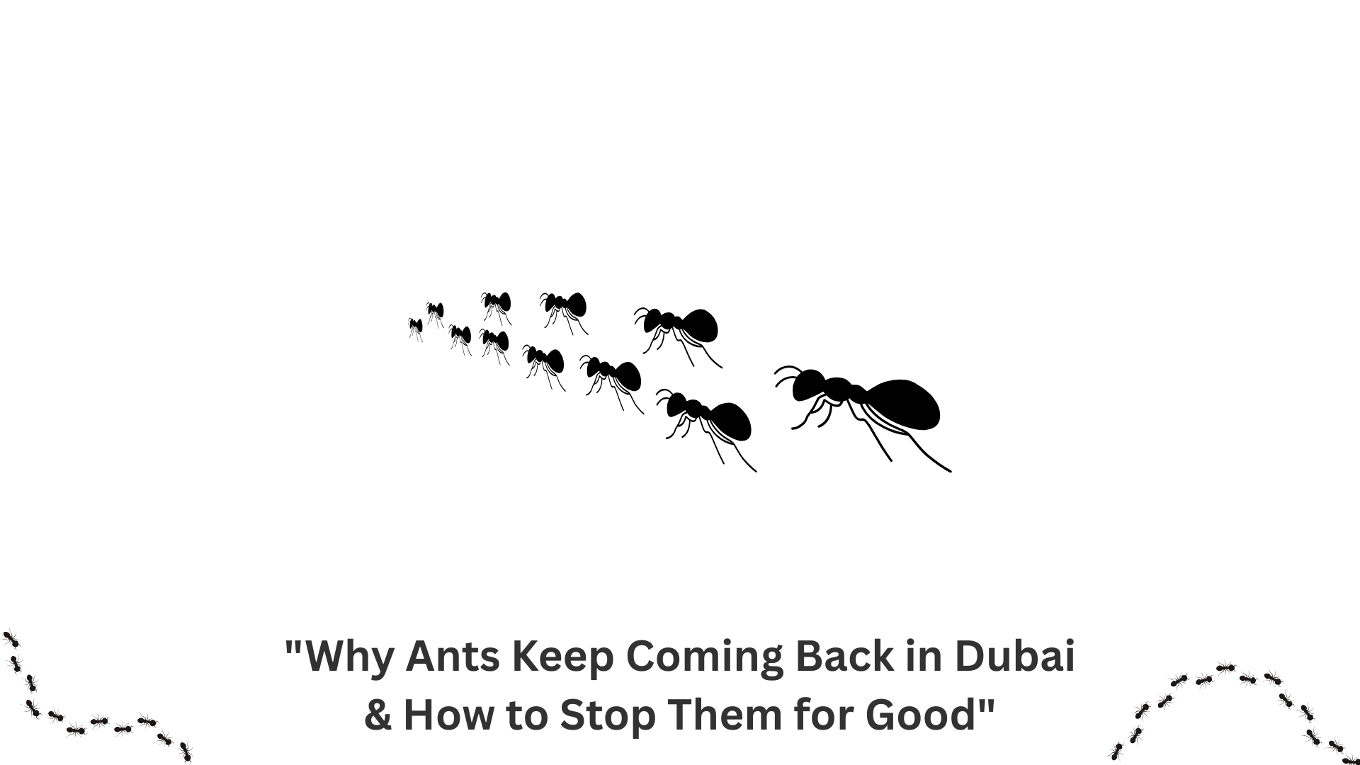 ants keep coming back Dubai