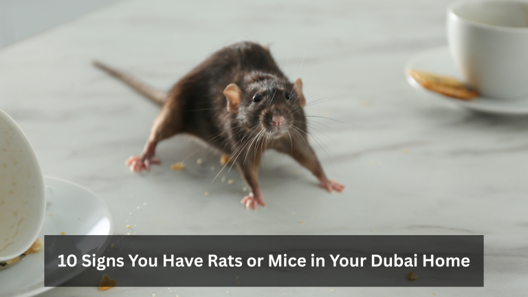 10 Signs You Have Rats or Mice in Your Dubai Home